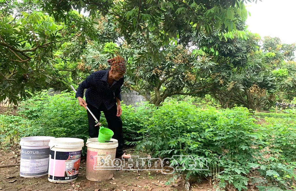 Phụ nữ thôn Phương Trung, xã Tân Hưng tưới rau bằng phân bón được ủ từ menvi sinh IMO và rác thải hữu cơ.