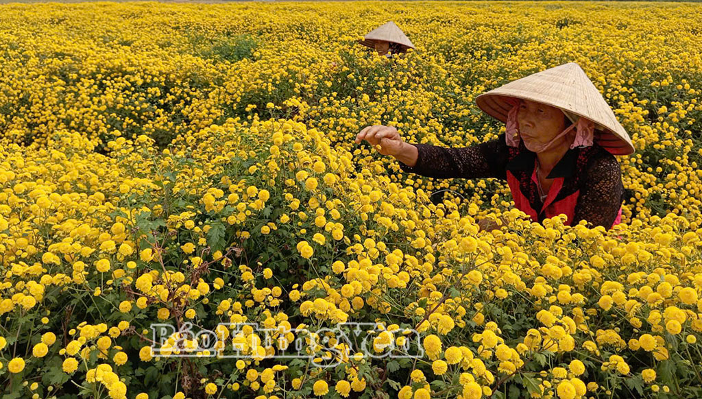 Vùng trồng hoa cúc chi của HTX Nông sản công nghệ cao Tâm Đức, xã Nghĩa Dân.