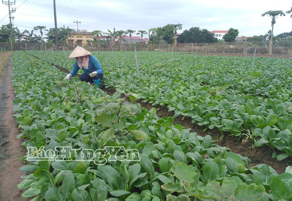 Trồng rau theo hướng an toàn tại HTX sản xuất ổi, rau củ quả VietGAP xã Hoàn Long.