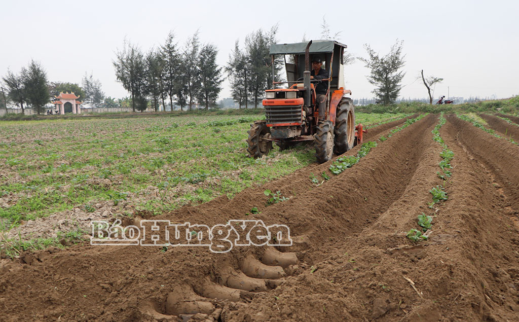 Diện tích trồng khoai tây giống của anh Vũ Văn Thoại. 