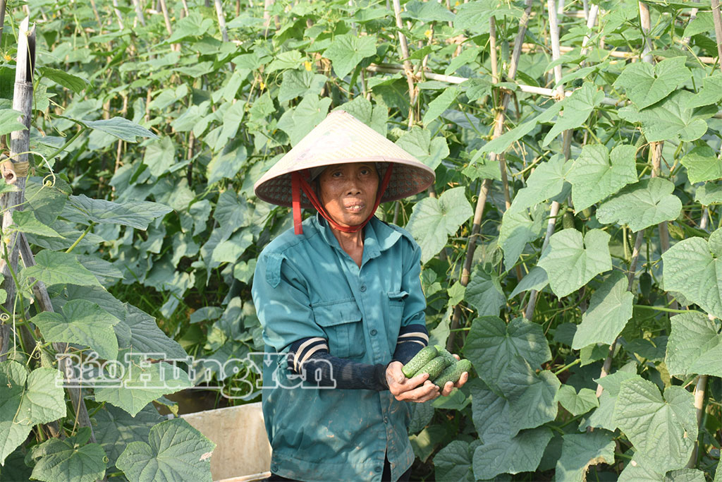 Dưa chuột bao tử được thu hoạch đúng độ tuổi, quả không được quá già cũng không quá non để bảo đảm tiêu chuẩn thu mua.