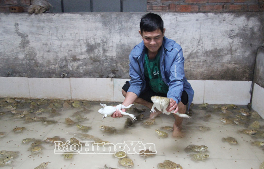Nuôi ếch thương phẩm tại trang trại của anh Đặng Văn Giáp (xã Đồng Châu).