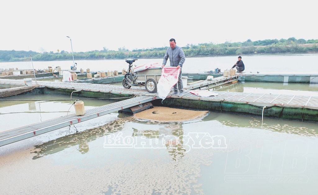 Nuôi cá lồng trên sông Luộc.