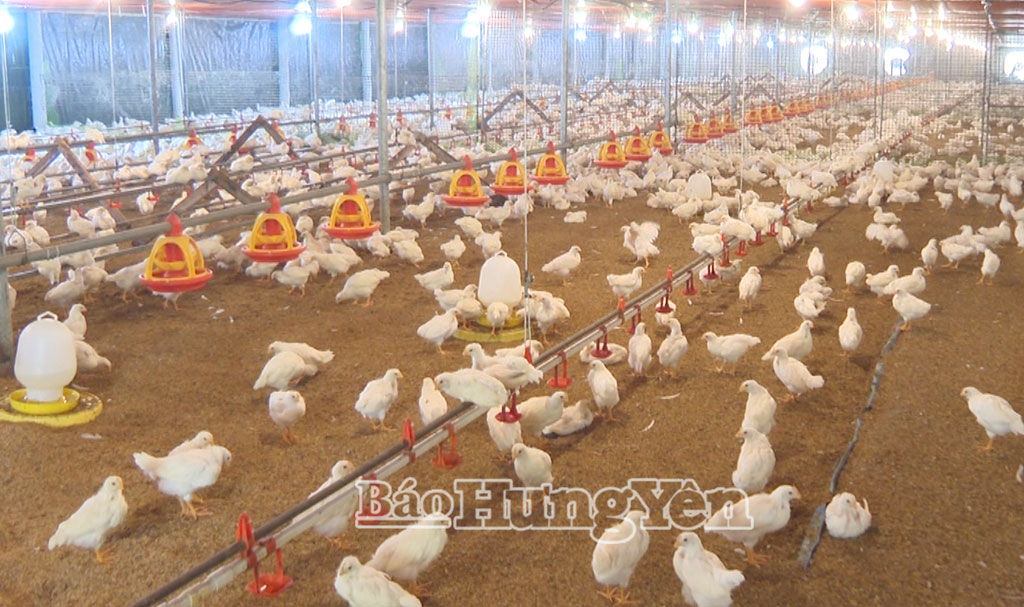 Toàn tỉnh hiện có 3.399 trang trại chăn nuôi.