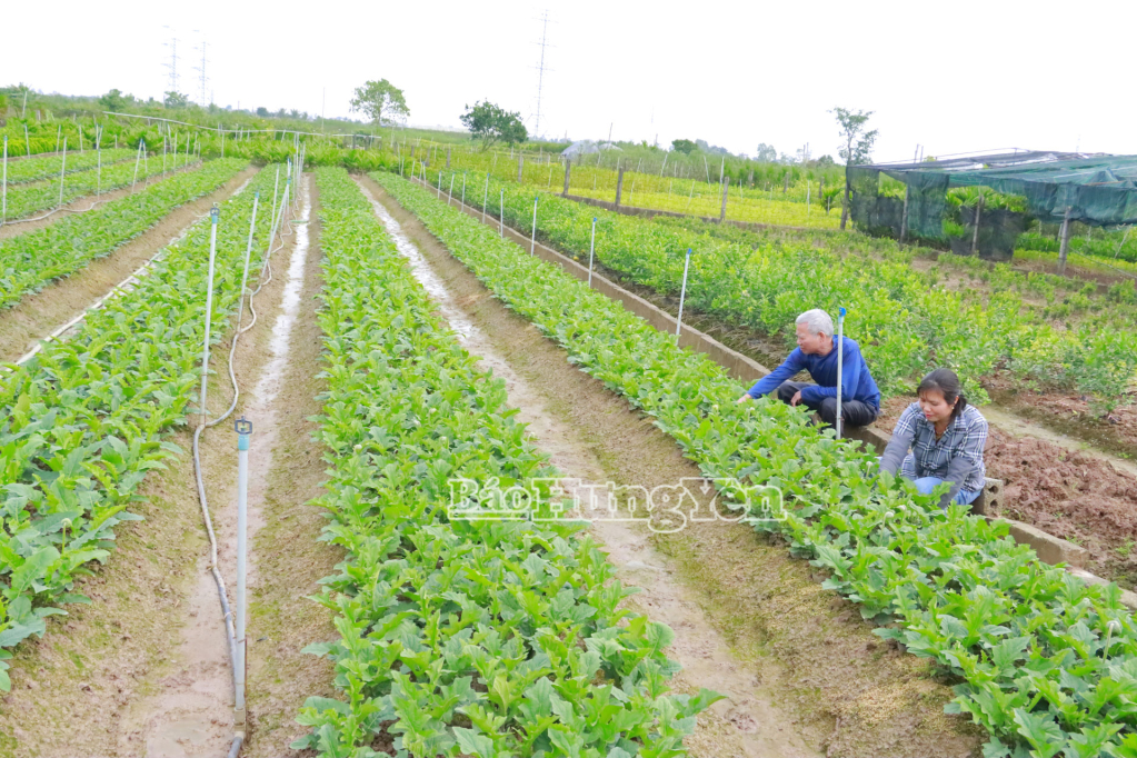 Chị Nguyễn Thị Lam, ở thôn Quán Thôn chăm sóc vườn hoa đồng tiền của gia đình.