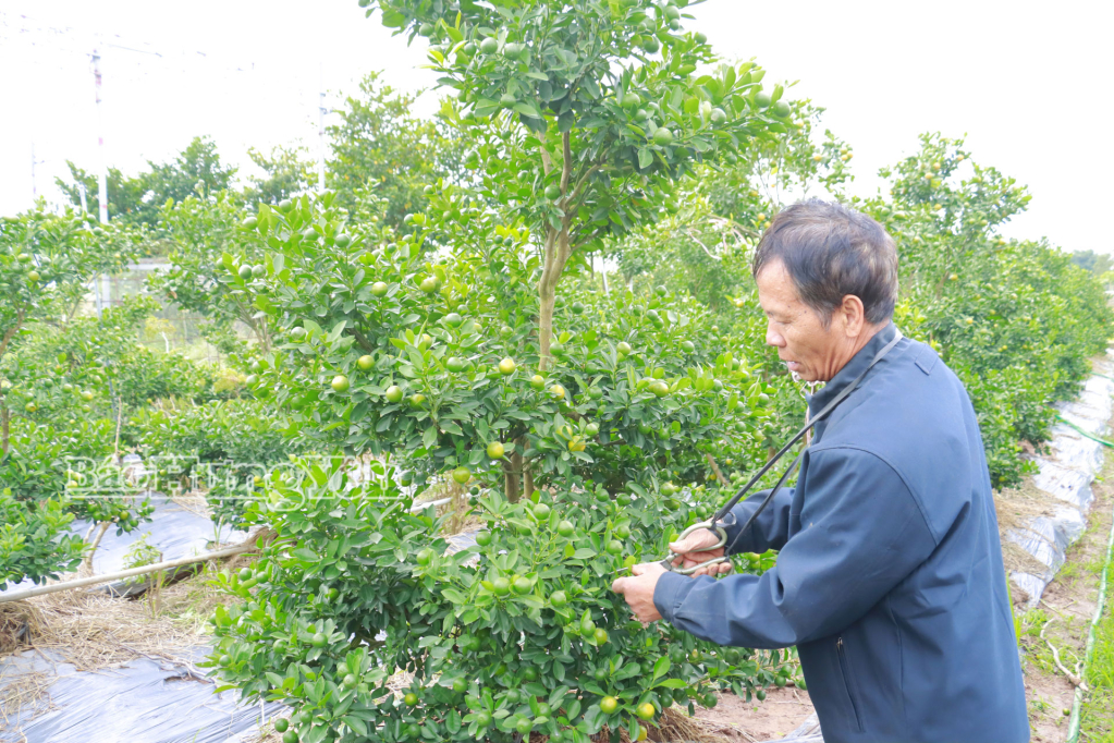 Ông Nguyễn Văn Đương, ở thôn Lộ Vị tạo tán cho cây quất Tết.