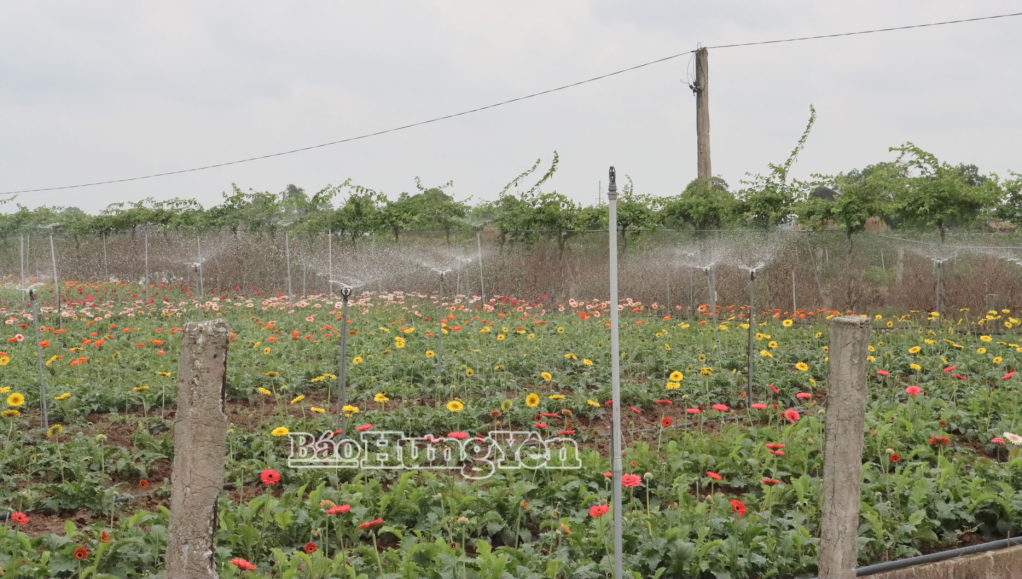 Các chủ vườn ở xã Tiên Hưng đầu tư hệ thống tưới nước tự động để bảo đảm độ ẩm cho hoa.