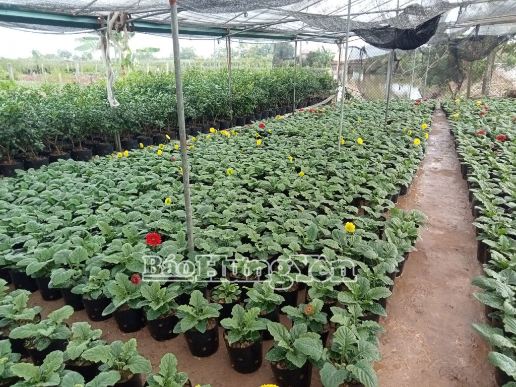 Hoa Tết được trồng trong nhà lưới để bảo đảm chất lượng.