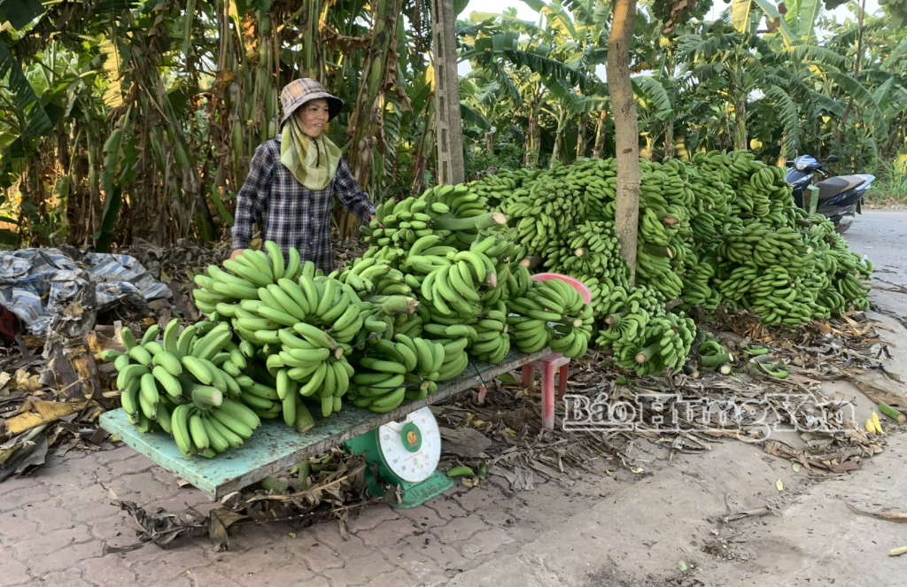 Nông dân phường Hồng Châu tập kết chuối tại điểm thu mua để bán cho thương lái. 