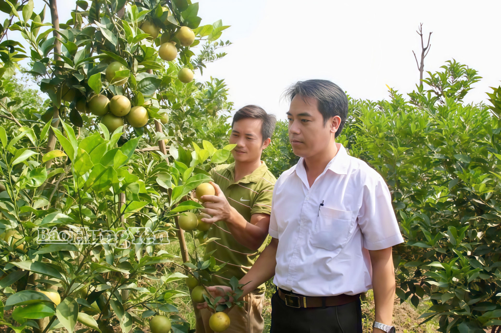 Mô hình trồng cam tại HTX Sản xuất kinh doanh nông sản chất lượng cao Quảng Châu phường Hồng Châu mang lại hiệu quả kinh tế cao.