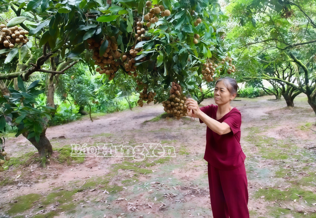 Sản xuất nhãn tại HTX Nhãn lồng Quảng Châu, phường Hồng Châu.