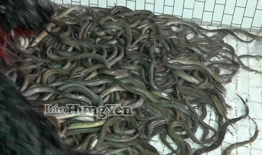 Lươn được nuôi trong bể giúp sinh trưởng, ít dịch bệnh, tỉ lệ sống cao so với nuôi ngoài ao truyền thống.