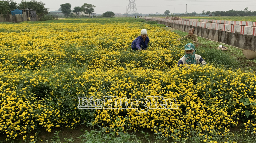 Trồng hoa cúc chi mang lại hiệu quả kinh tế cao cho người dân xã Đại Đồng.