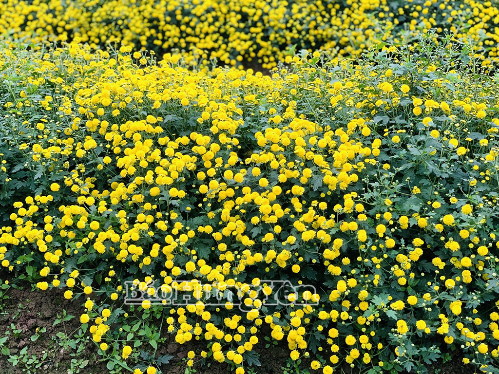 Hoa cúc chi được dùng làm trà thảo dược và dược liệu.