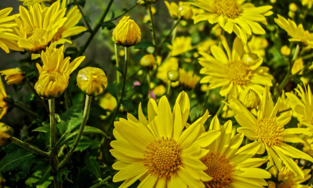 Hoa c&uacute;c v&agrave;ng