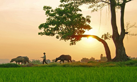 Nỗi nhớ chiều đ&ocirc;ng