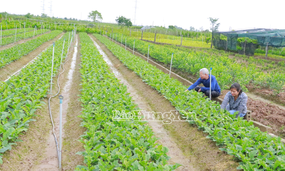 N&ocirc;ng d&acirc;n x&atilde; Ti&ecirc;n Hưng tất bật chăm s&oacute;c hoa, c&acirc;y cảnh phục vụ Tết