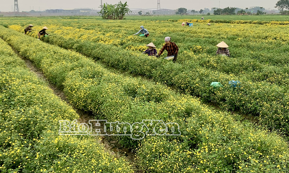 X&atilde; Đại Đồng: N&ocirc;ng d&acirc;n phấn khởi thu hoạch hoa c&uacute;c chi